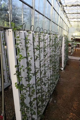 American ZIP Planting Hydroponic System