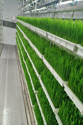 United Arab Emirates Hydroponic Forage Container System