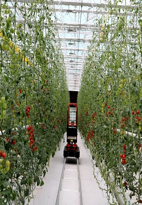 Czech 1000-square-meter strawberry greenhouse