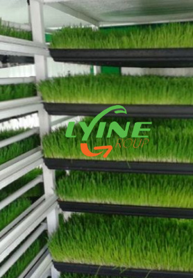 Hydroponic Fodder Container In Chile