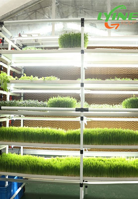 Bolivian Customers Purchase 5 Microgreen Systems