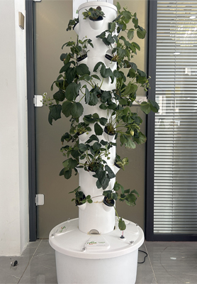 Singapore Customers Approve Our Hydroponic Tower System