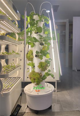 Mexican Customer Distributes Indoor Aeroponic Tower System