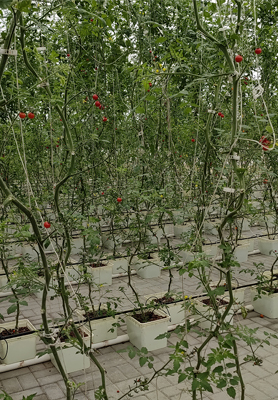 Singaporean Customers Use Dutch Buckets to Grow Tomatoes in Greenhouse