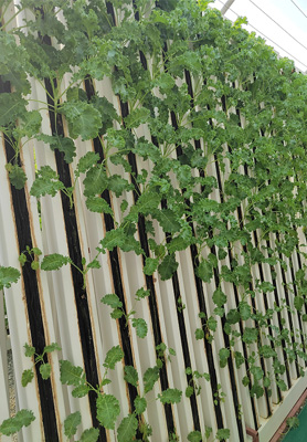 Guyanese Client’s Hydroponic Vertiucal Farm