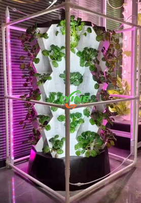  Canadian Customer Purchase Hydroponic Pineapple Tower System to Develop Hydroponic Industry