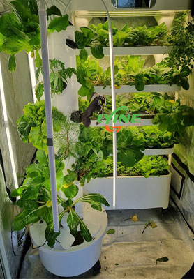 Hong Kong Customer Buys Indoor Hydroponic Grow Cabinet To Put In the Restaurant