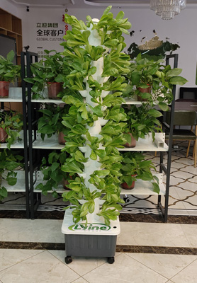 U.S. customer hydroponics leafy greens with 5P14 tower system
