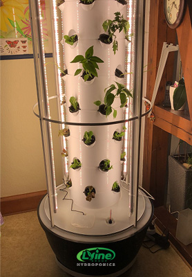 German customer grows salad greens with 6p7 hydroponic tower system