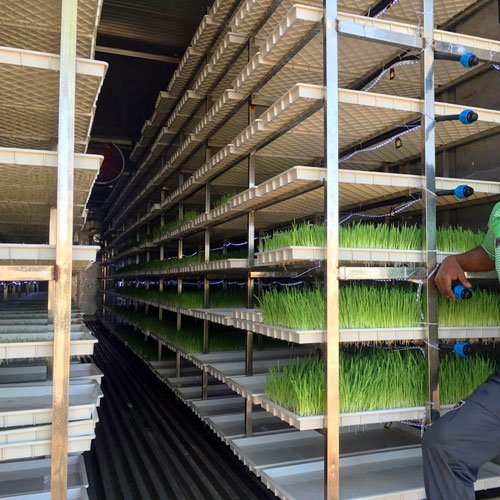 Shipping Container Farm Manufacturer Lyine Goup