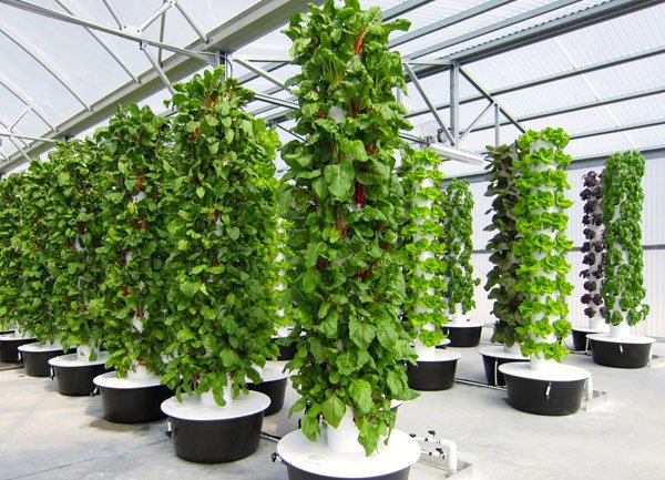 Vertical Hydroponics Tower System for Sale Lyine Group